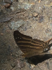 Marpesia chiron chironides