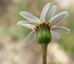 Phymaspermum