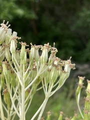 Arnoglossum