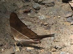 Marpesia chiron chironides