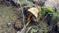 Austroboletus