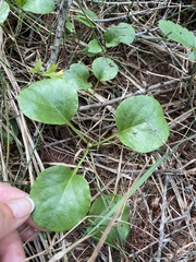 Pyrola asarifolia