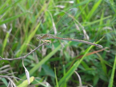 Paracercion hieroglyphicum