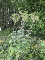 Arnoglossum