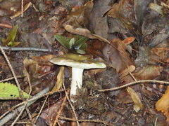 Russula virescens