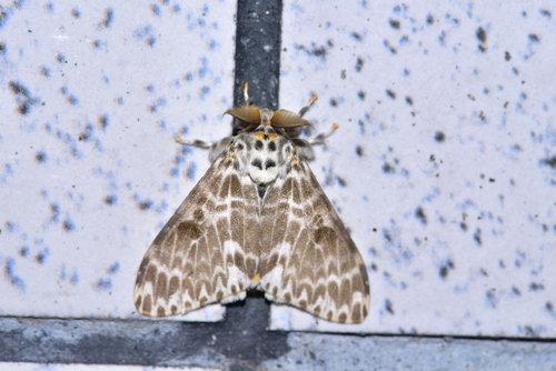 Pink Lymantria Moth