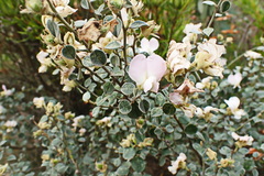 Podalyria hirsuta