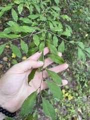 Ilex decidua