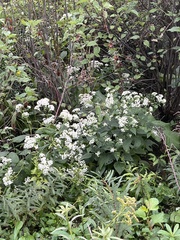 Ageratina altissima