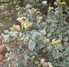Podalyria hirsuta