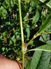 Persicaria pensylvanica