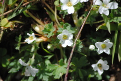 Geranium sessiliflorum