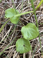 Pyrola asarifolia
