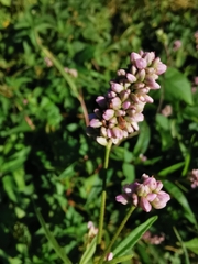 Persicaria pensylvanica