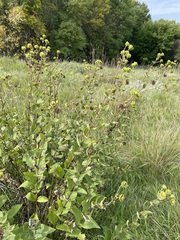 Silphium integrifolium