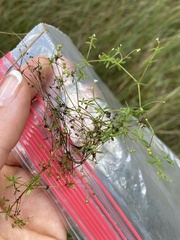 Galium trifidum
