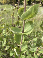 Silphium integrifolium