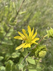 Silphium integrifolium