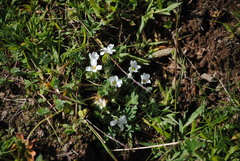 Geranium sessiliflorum