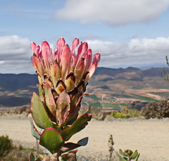 Protea eximia