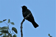 Onychognathus nabouroup