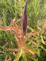 Asclepias tuberosa