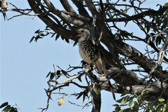 Tockus damarensis