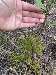 Carex eburnea