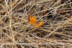 Pyronia cecilia