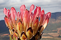 Protea eximia