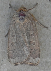 Abagrotis alternata