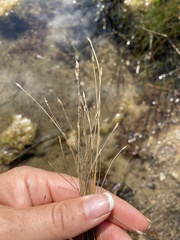 Eleocharis quinqueflora