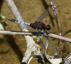 Erythrodiplax abjecta