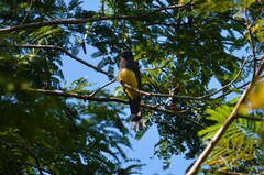 Trogon melanocephalus