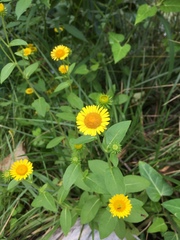 Inula japonica