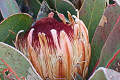 Protea lorifolia