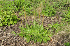 Plantago australis