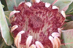 Protea lorifolia