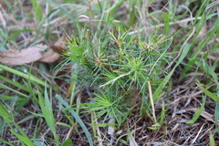 Pinus radiata