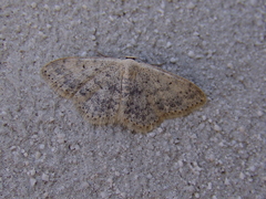 Scopula marginepunctata