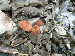 Marasmius siccus