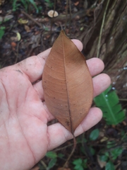 Sapotaceae