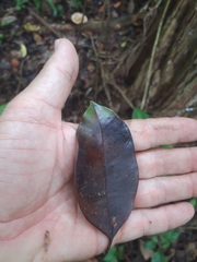 Sapotaceae
