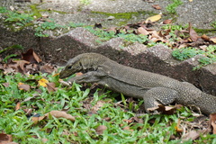 Varanus nebulosus
