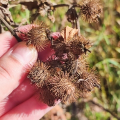 Arctium