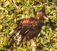 Lophaetus occipitalis