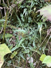 Asplenium rhizophyllum