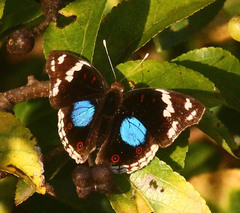 Junonia oenone oenone