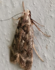 Anacampsis