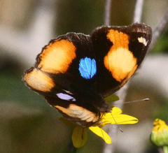 Junonia hierta cebrene